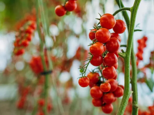 Cherry Domates