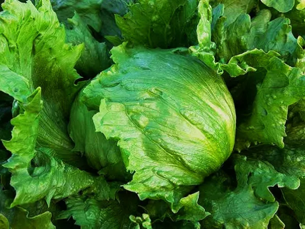 Göbek Marul (Iceberg)